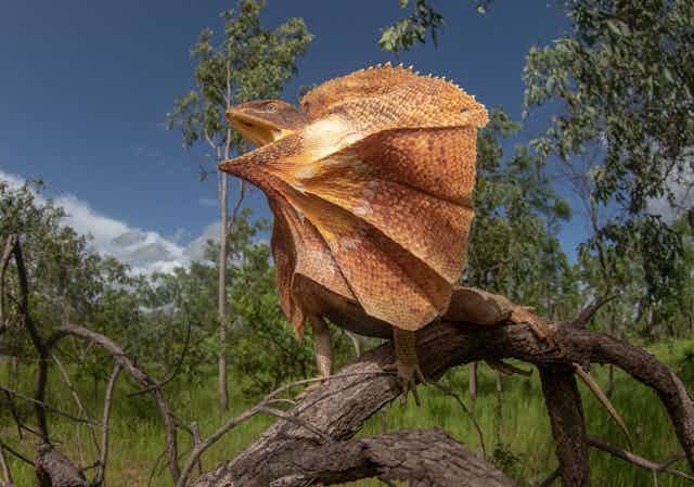 A photo of a frill-necked lizard standing on a branch