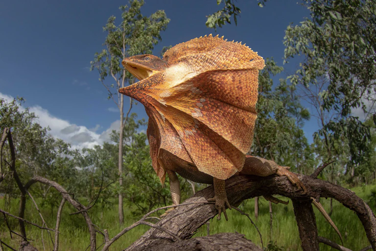 A photo of a frill-necked lizard standing on a branch