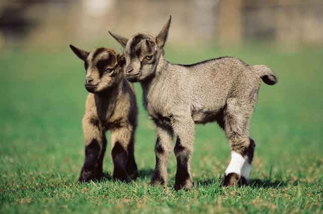 Two kid goats standing in a grass field