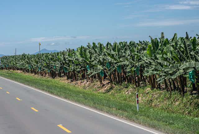 Una carretera circula junto a una plantación de plátanos en Ecuador.