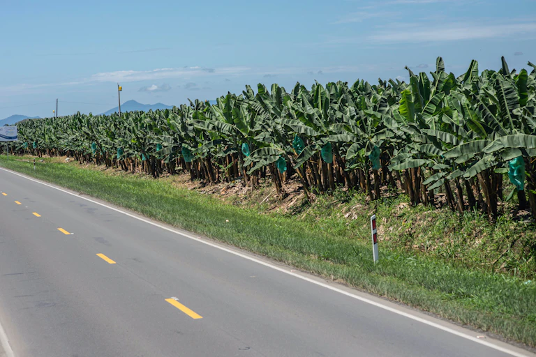 Una carretera circula junto a una plantación de plátanos en Ecuador.