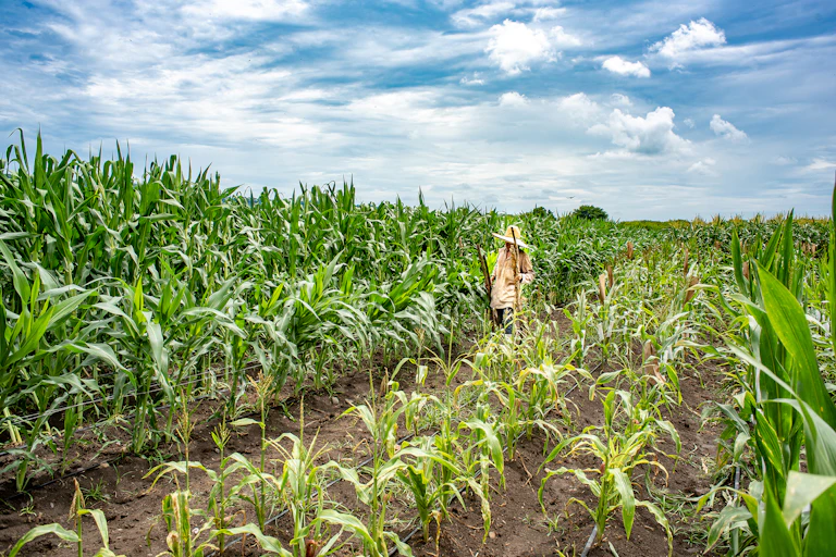 A field of corn