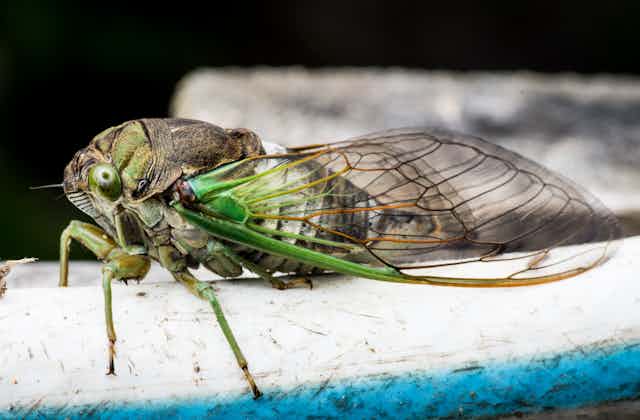 Close up of a green cicada