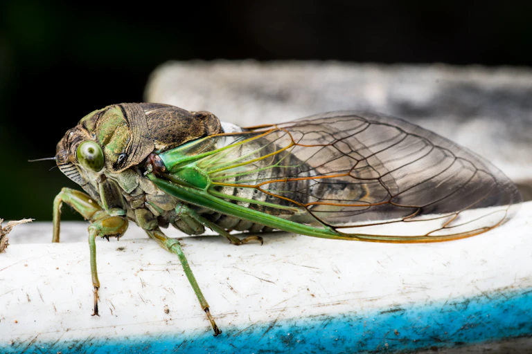 Close up of a green cicada