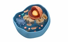 Illustration of cross-section of an animal cell and its organelles