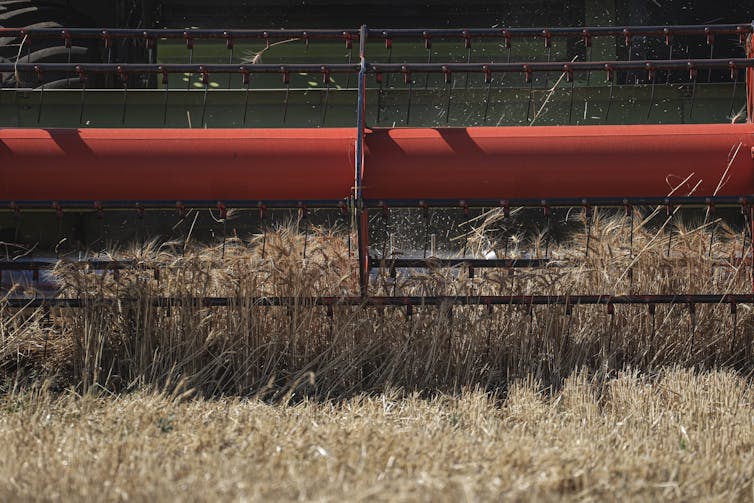 A large machine cuts wheat plants in a field