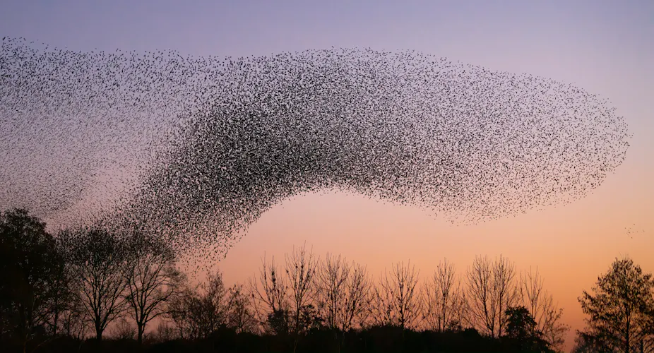 How swarming animals can help humans and AI make better decisions