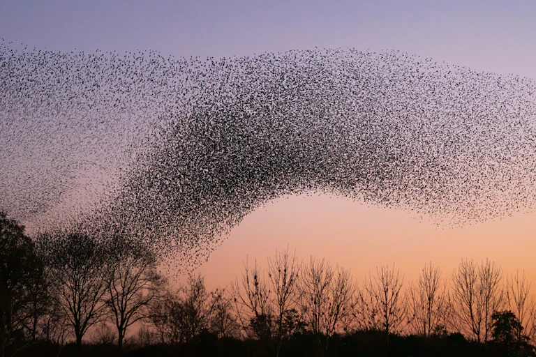 Starling murmuration at sunset