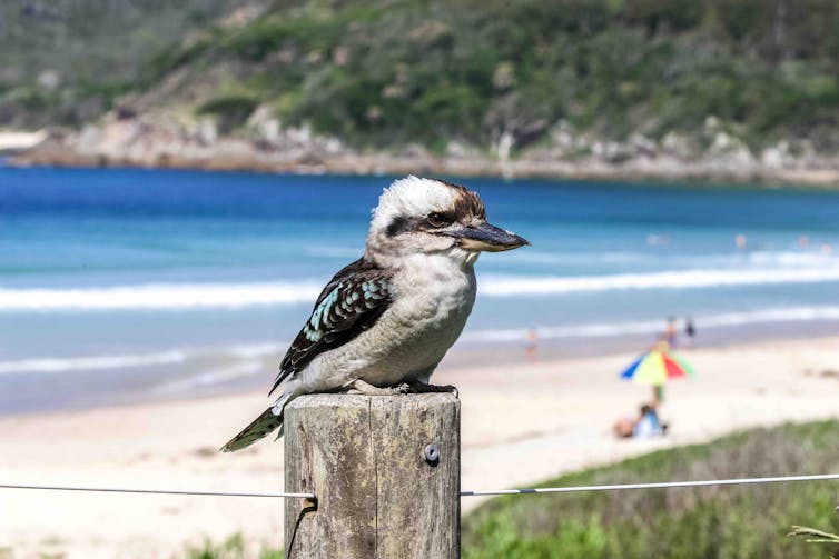 A photo of a kookaburra sitting on a wooden post with a beach in the background.