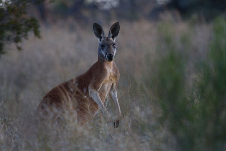 A photo of a kangaroo in the bush.