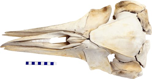 The true origins of the world's smallest and weirdest whale