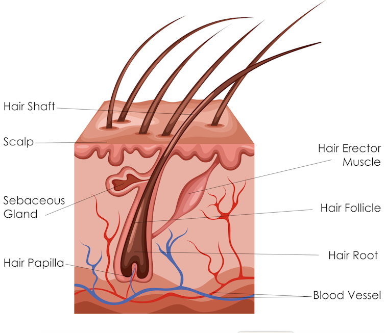 Diagram of skin cross-section showing hair follicle and other skin structures