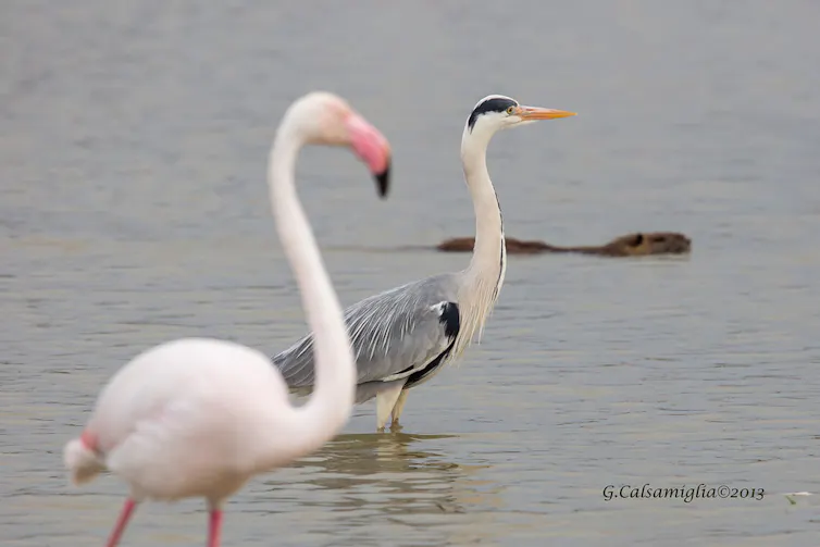 Photo capturant simultanément trois animaux : un flamant rose au premier plan, un héron et un ragondin en train de nager à l’arrière-plan