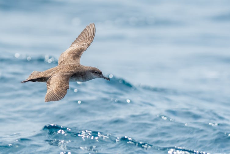 A Balearic shearwater flying over the Mediterranean Sea.