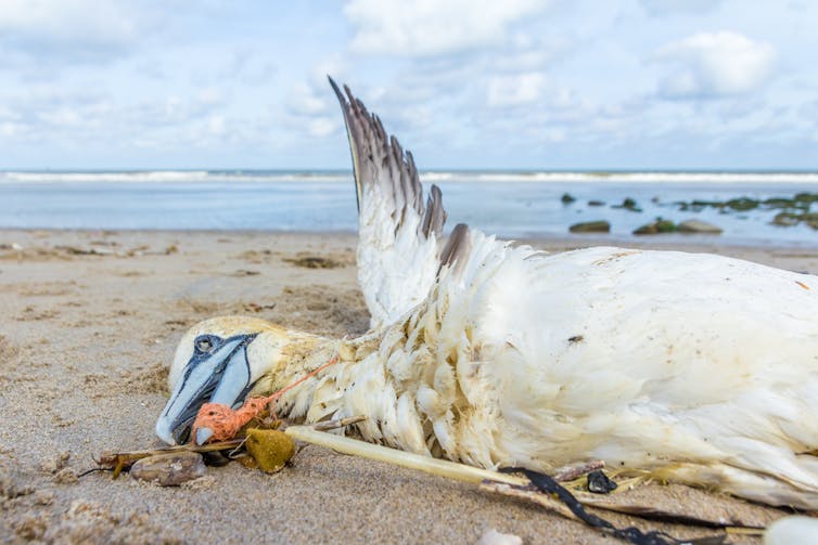 A dead northern gannet trapped in plastic fishing net.