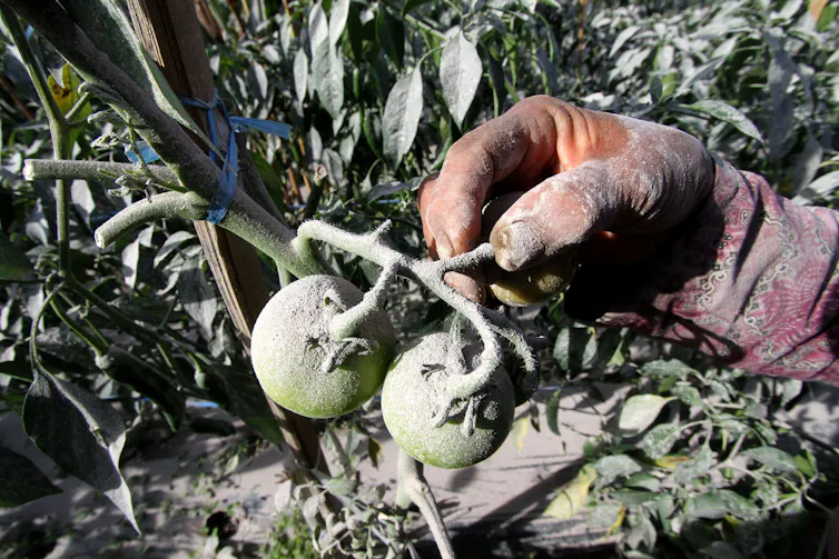Photo of an old woman's hand holding a cluster of tomatoes covered in ash.
