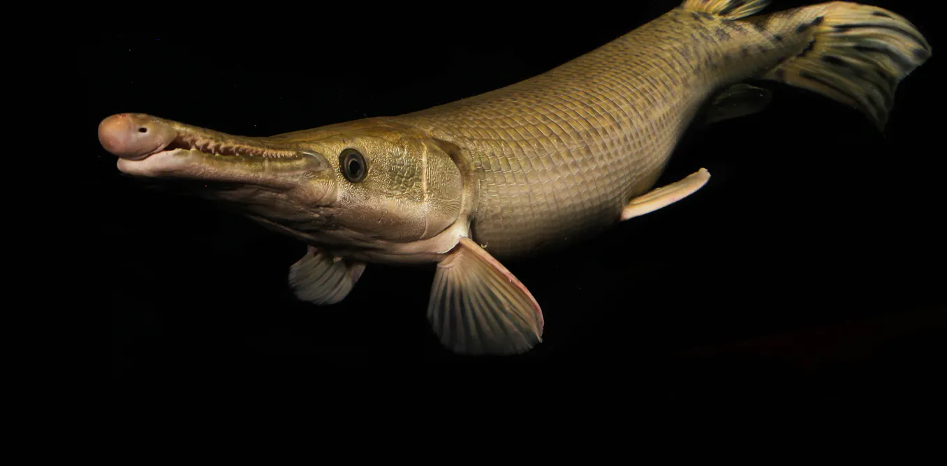 Large Fish Examples Largest Freshwater Fish Species New Report Reveals State Of Freshwater