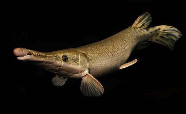 An alligator gar, which looks like an alligator with a long skinny snout and fins. It's looking at the camera from the side.