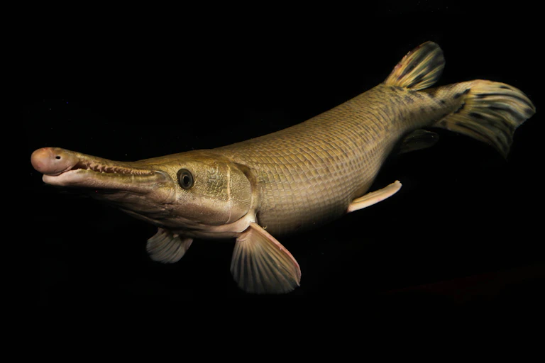 An alligator gar, which looks like an alligator with a long skinny snout and fins. It's looking at the camera from the side.