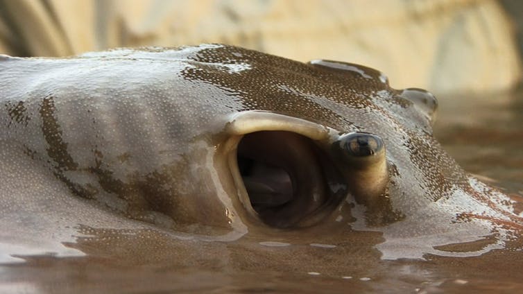 A close up of the head of a sting ray shows the large breathing openings and smaller eyes.
