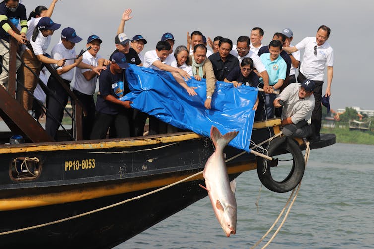 People fill the prow of a large fishing boat as people release a very big fish into the water below from a tarp.