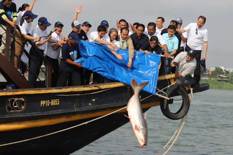 People fill the prow of a large fishing boat as people release a very big fish into the water below from a tarp.