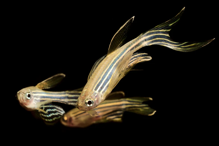 Three zebrafish against a black background