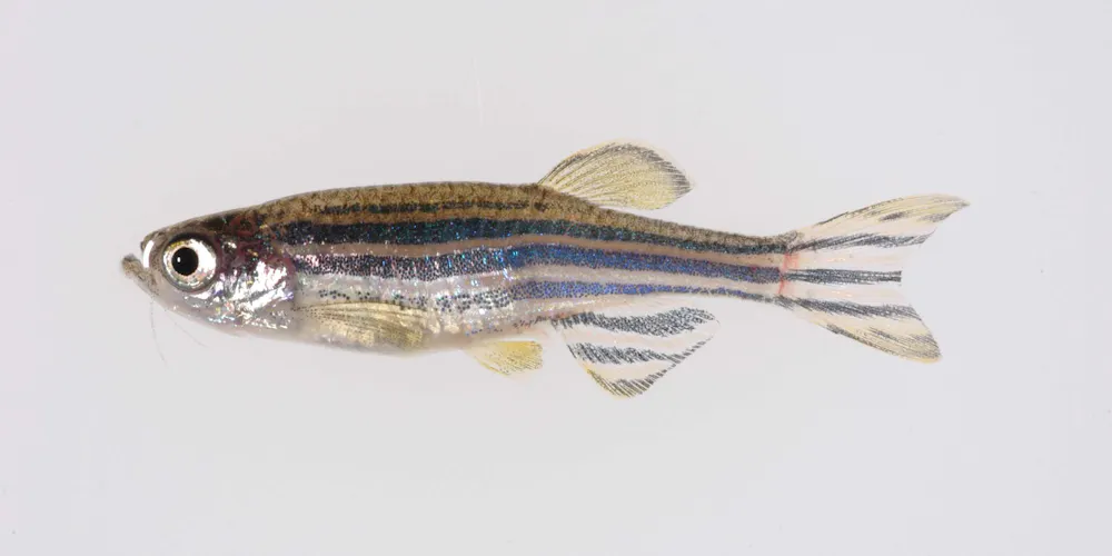 Zebrafish Helpful Models To Study Skin Conditions Like Vitiligo And zebrafish-helpful-models-to-study-skin-conditions-like-vitiligo-and