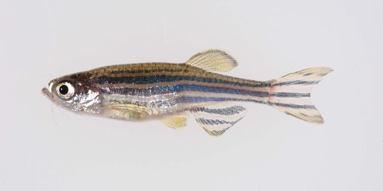 Zebrafish against white background