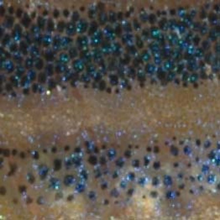 Close-up of zebrafish melanocytes -- small dark circles in a band