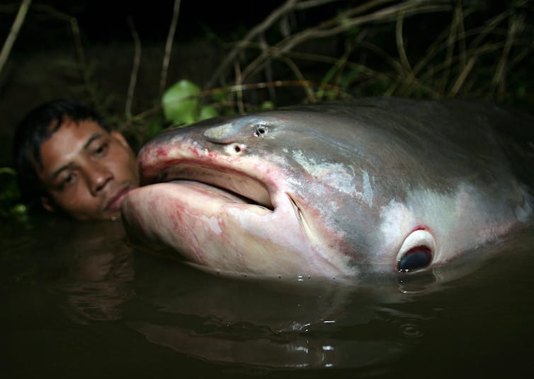 A man in the water next to a giant catfish. The fish's giant eye appears to be looking toward the camera. The fish's head is far larger than the man's.