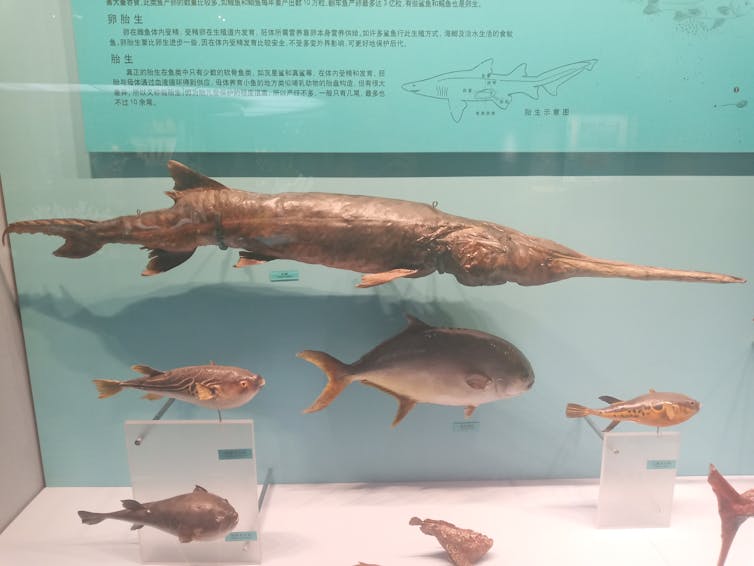 Several preserved fish in a museum display, with the top one a long fish with a long snout.