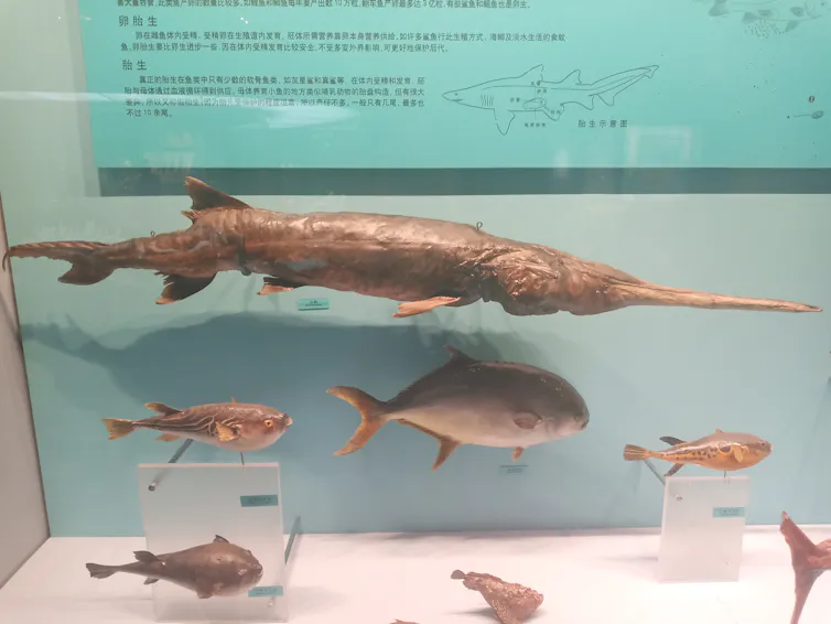 Perserved Fish In search of the world’s largest freshwater fish – the wonderfully ...