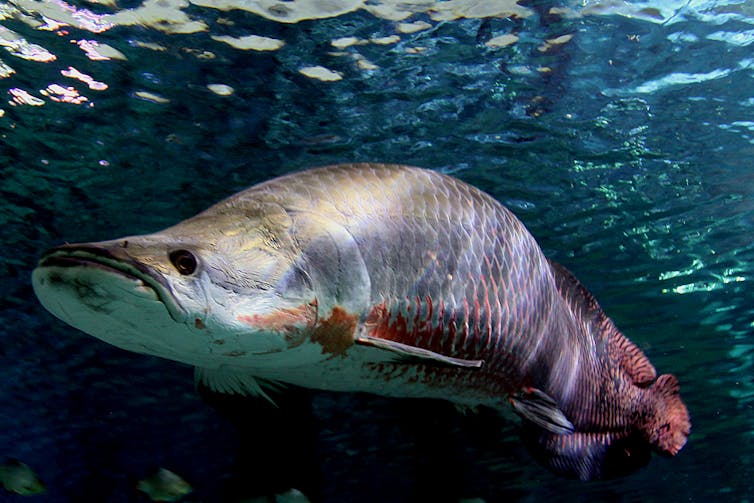 A large fish with a flat head and scales that look like shell imprints in sand swims underwater.