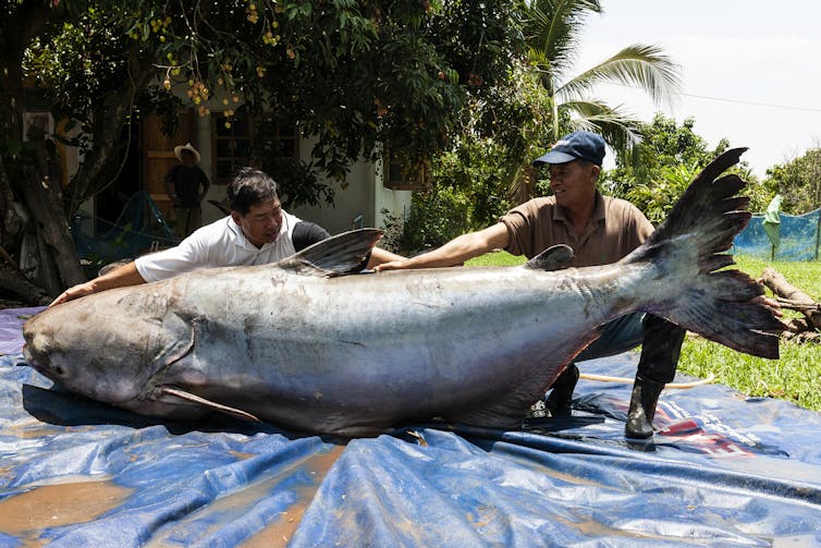 Two men stand beside a giant fish much longer than they are. On its side, its body is as high as a man's knee.