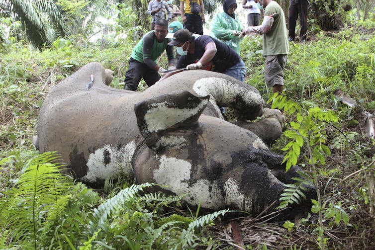 people stand over dead elephant