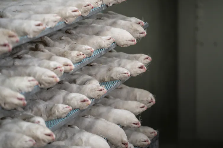 dead minks on shelves in rows
