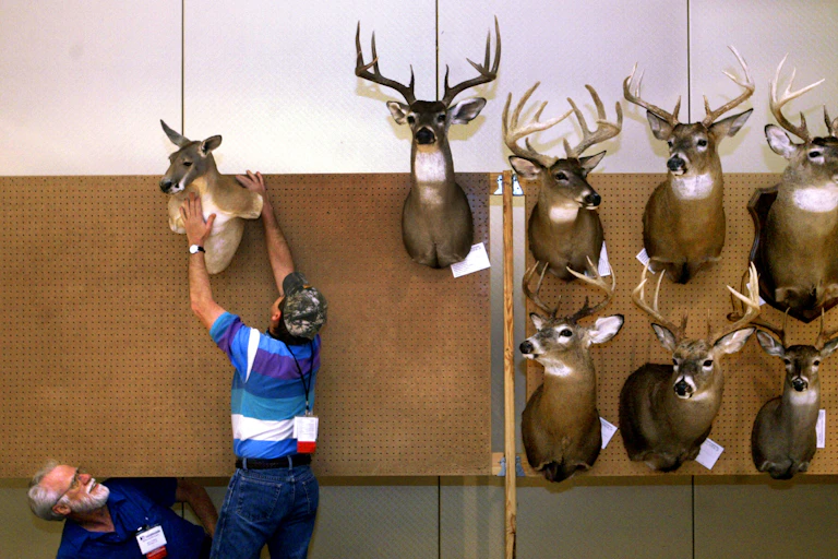 man mounts kangaroo head next to deer heads