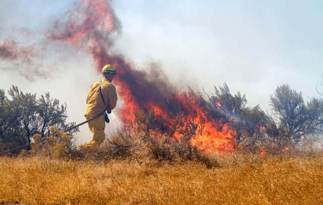 A firefighter in yellow uniform pulls a hose towards a fire raging in yellow brush.