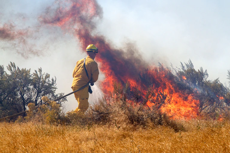 A firefighter in yellow uniform pulls a hose towards a fire raging in yellow brush.