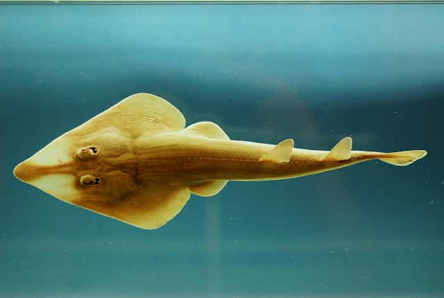 A fish with a diamond-shaped body and long tail