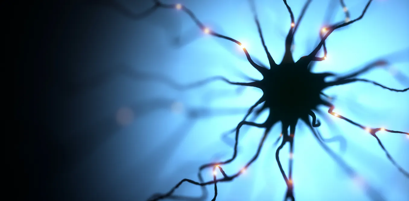 Immune Cells In The Brain Immune Cells In The Brain