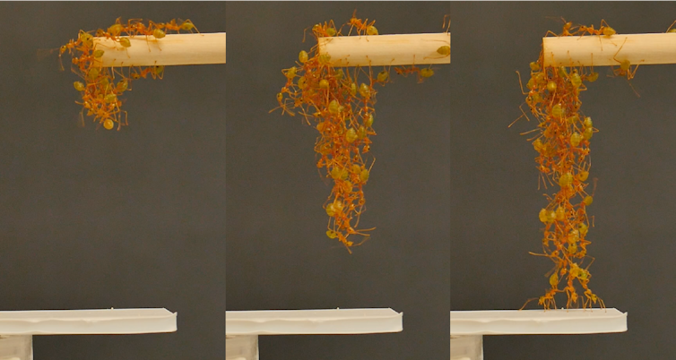 Three photos showing a chain of ants slowly growing downward from one platform to another.