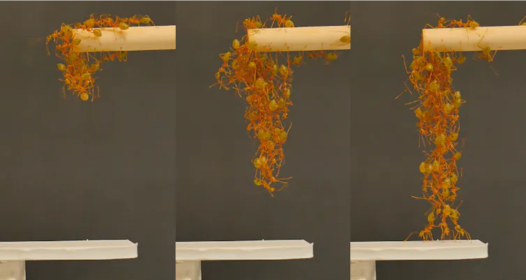 Humans set budgets when facing an uncertain future. So do ants