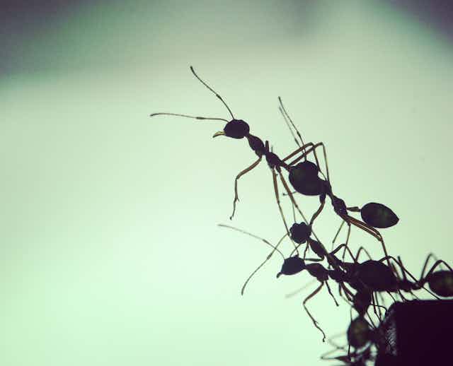 A photo shows several ants climbing one another silhouetted against a pale green background.