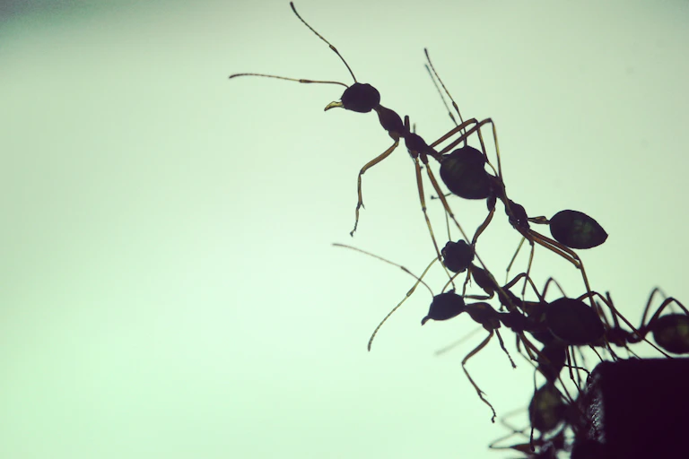 A photo shows several ants climbing one another silhouetted against a pale green background.