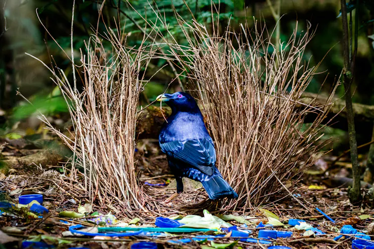 Bird in nest-like structure surrounded by blue things