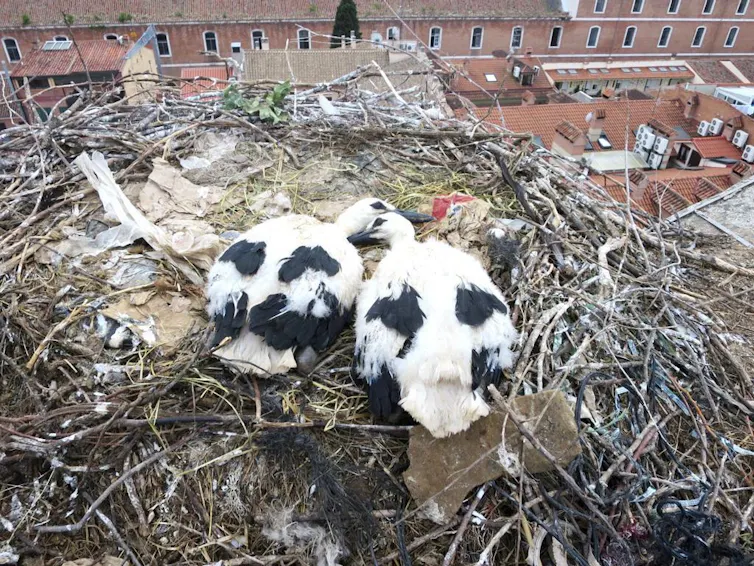 Birds in nest
