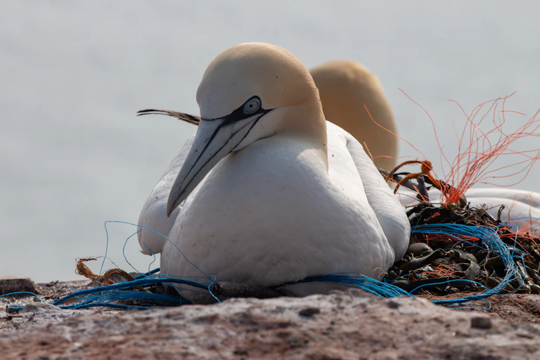 White birds sitting down on plastic