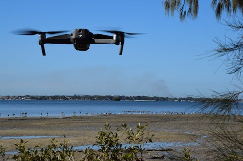 Drones are disturbing critically endangered shorebirds in Moreton Bay, creating a domino effect